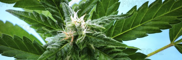 A panorama of a flowering cannabis bud right before harvest, with yellow stigmas and white