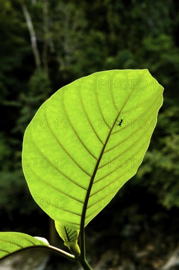 ANT ON LEAF, MANU NATIONAL PARK IN PERU