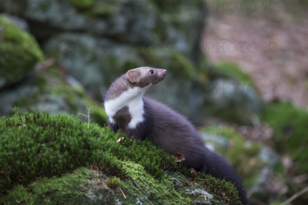 Steinmarder, Martes foina, white breasted marten