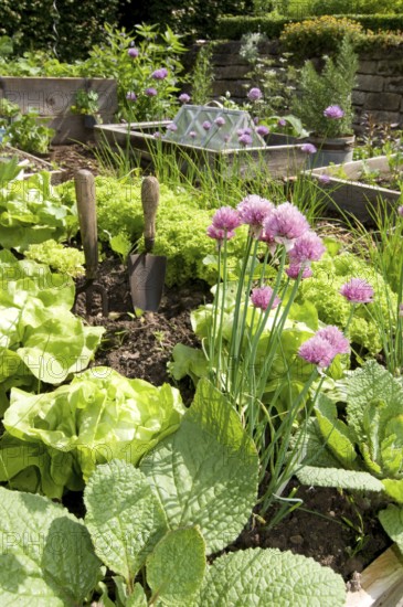 Garden with herbs