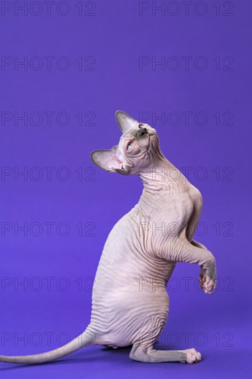 Portrait of Sphynx Hairless Cat of color blue mink and white sitting on rear paws and tail, looking