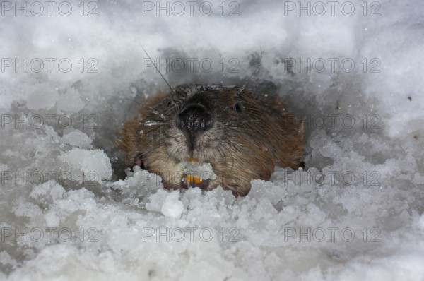European beaver (Castor fiber), in Eisloch, Rosenheim, Bavaria, Germany, Europe