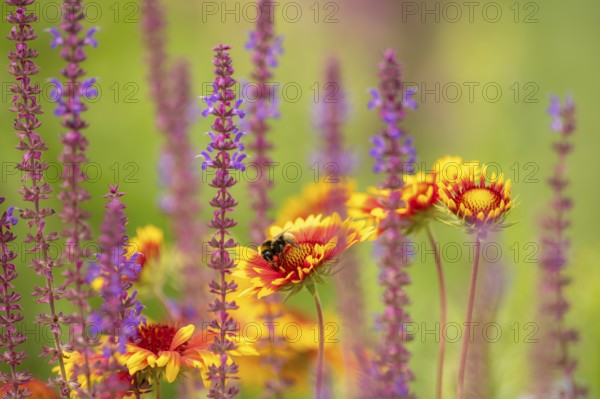 Softly coloured flower meadow with yellow asters and blooming sage and bumblebee against a light
