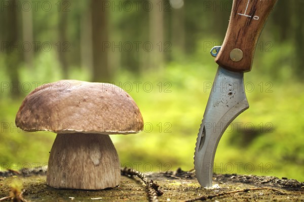 Boletaceae family mushroom, commonly referred to as a penny bun or cep and knife with curved blade