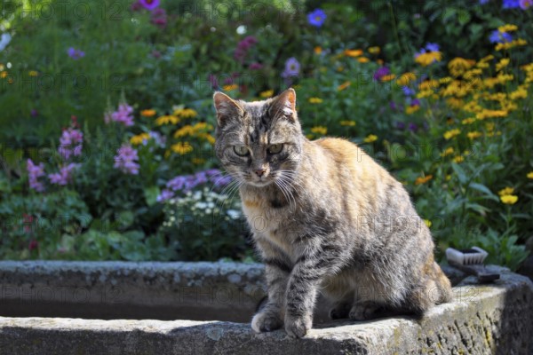 Multicoloured domestic cat at the garden fountain