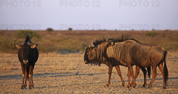 Blue wildebeests (Connochaetes taurinus) in morning light, Central Kalahari, Botswana, Botswana,