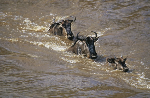 Blue Wildebeest (connochaetes taurinus), Group crossing Mara River during Migration, Masai Mara