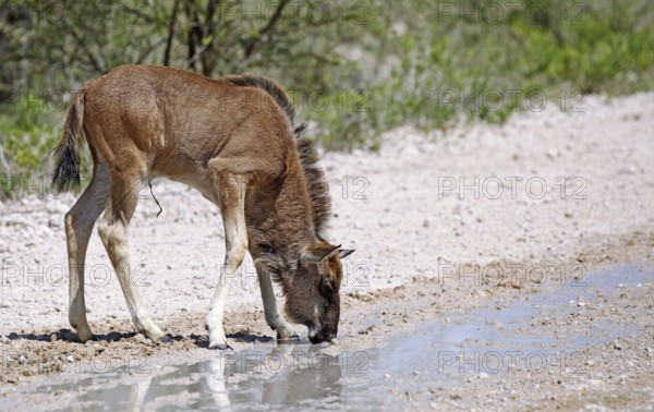 Very young wildebeest, Etosha, Namibia, very young wildebeest, Etosha, Namibia, Africa
