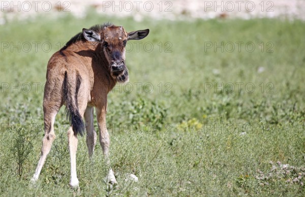 Very young wildebeest, Etosha, Namibia, very young wildebeest, Etosha, Namibia, Africa