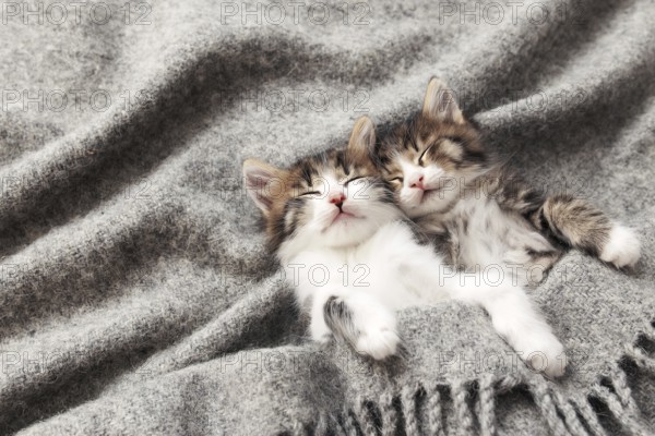 Two little adorable tricolor kittens sleep with eyes closed and lying covered with a gray fluffy