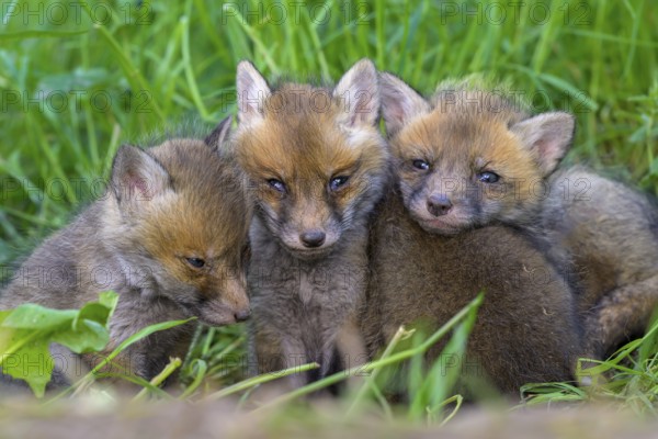 Three young foxes (Vulpes vulpes) sitting close together on a green meadow and looking curiously