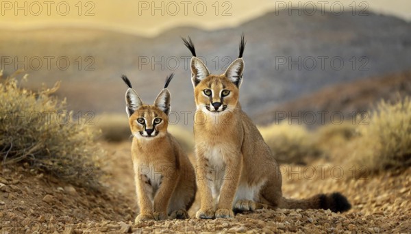 AI generated, animal, animals, mammal, mammals, biotope, habitat, two, female, juvenile, foraging,