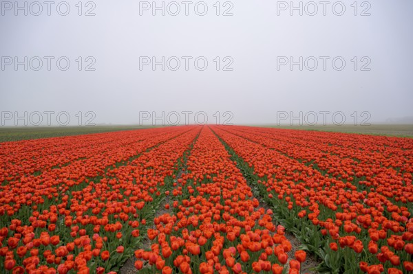 A misty tulip field with intense red flowers as a splash of colour in nature, Tulips, Tulipa,