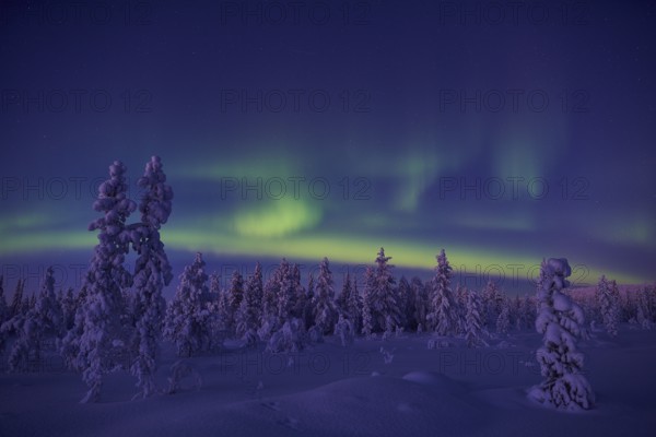 Northern Lights (Aurora borealis), Stubba Nature Reserve, Laponia World Heritage Site, Norrbotten,