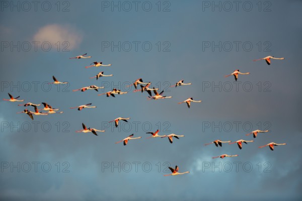 Greater Flamingos (Phoenicopterus roseus), in flight, Camargue, France, Europe