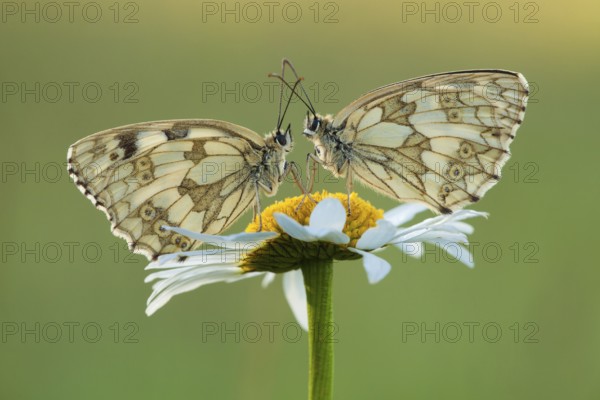 Marbled white (Melanargia galathea), Ox-eye daisy (Leucanthemum vulgare), two, North
