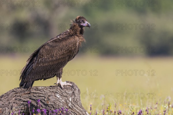 Cinerous vulture, Black vulture (Aegypius monachus), Spain, Europe