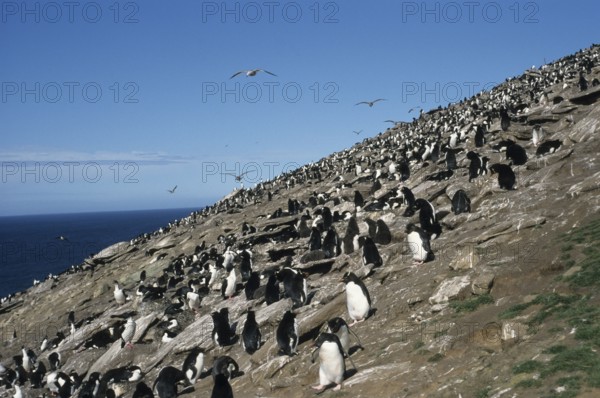 Rockhopper Penguin and King Cormorants, Saunders Island, Falkland Islands (Eudytpes crestatus)