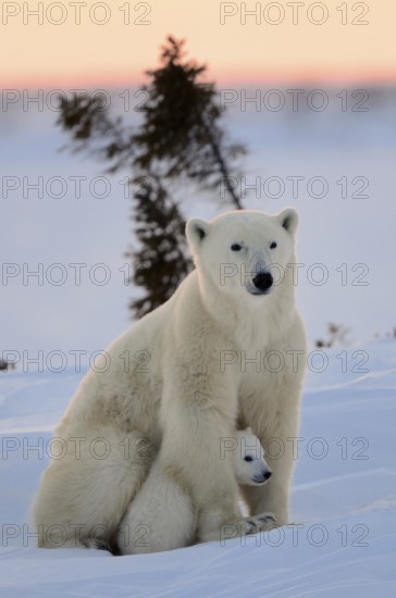 Polar bears (Ursus maritimus), female and young, 3 months, Wapusk National Park, Churchill,
