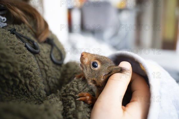 Eurasian red squirrel (Sciurus vulgaris), practical animal welfare, animal under blanket on arm in