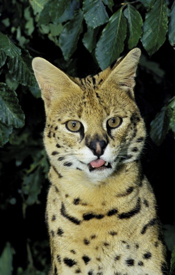 SERVAL (leptailurus serval), PORTRAIT OF ADULT