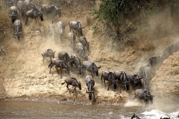 Blue Wildebeest (connochaetes taurinus), Herd migrating, Crossing Mara River, Masai Mara Park in
