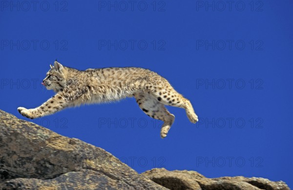 BOBCAT (lynx rufus), ADULT LEAPING ON ROCKS, CANADA