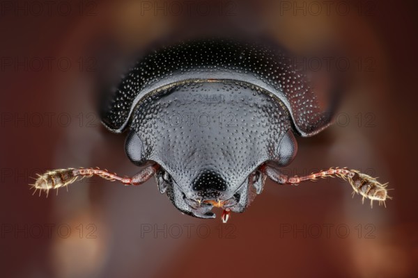Portrait of a picnic beetle (Glischrochilus quadrisignatus), a species introduced to Europe from