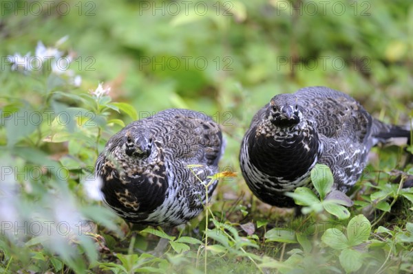 Canada Grouse (Falcipennis canadensis), female, Cap Breton Highlands National Park, Nova Scotia
