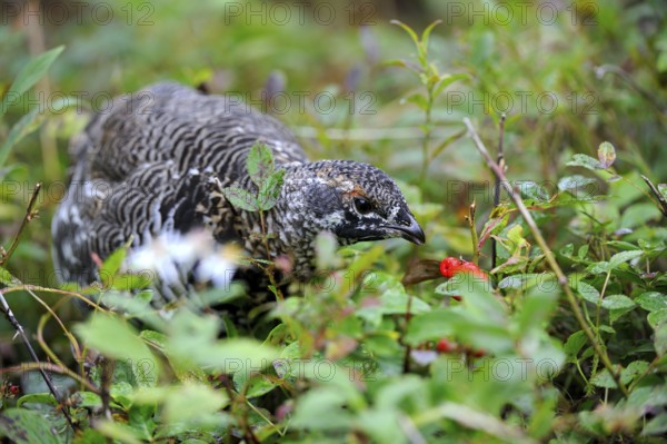 Canada Grouse (Falcipennis canadensis), female, Cap Breton Highlands National Park, Nova Scotia