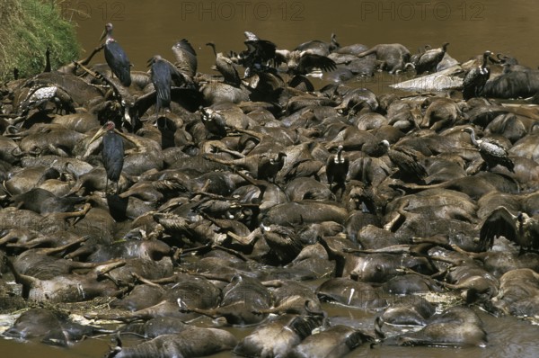 Blue wildebeest (connochaetes taurinus), herd killed crossing the Mara River, Masai Mara Park in