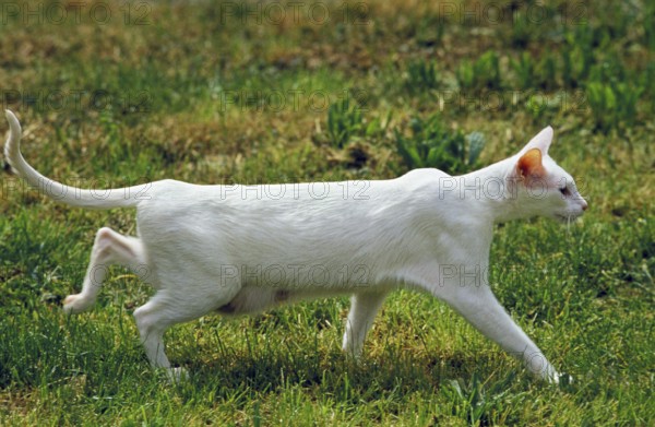 Foreign white domestic cat walking on grass