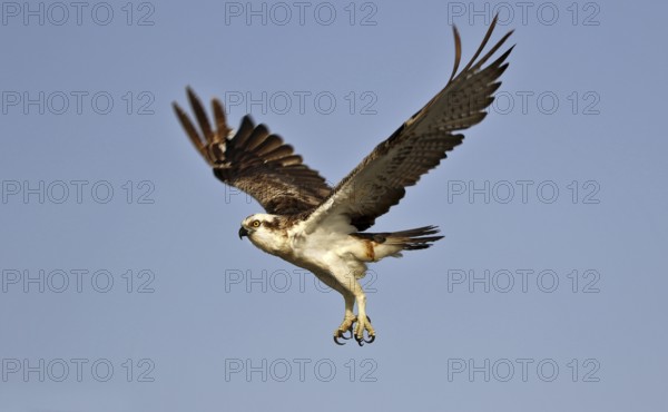 Osprey