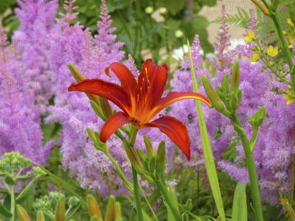 Astilbe flowering in the garden, Prachtspieren (Astilbe), Daylily with Astilbe in the garden,