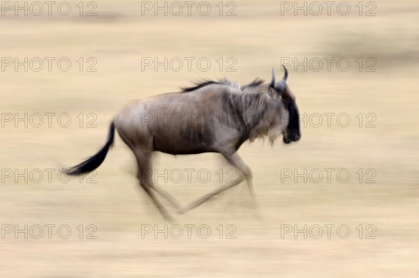 Blue wildebeest, Massai Mara Game Reserve, white-bearded wildebeest (Connochaetes taurinus),