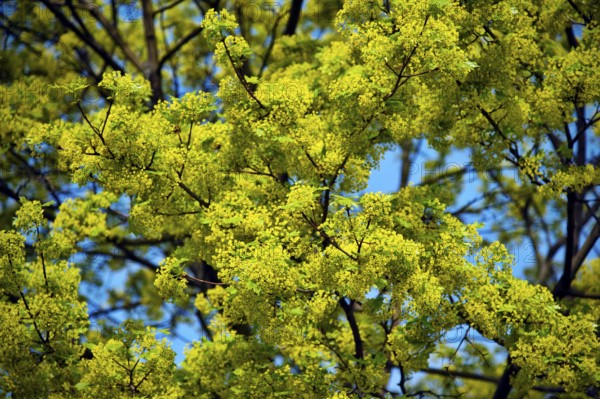 Lime tree in blossom in spring