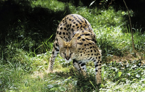 SERVAL (leptailurus serval), ADULT