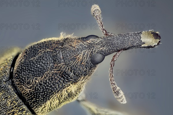 They are usually small, less than 6 millimetres in length, and herbivorous. There are over 60, 000