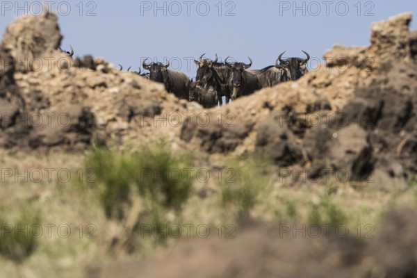 Adult, adventure, africa, african, animal, area, blue, botswana, bush, chobe, conservation,