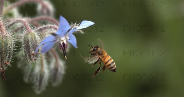 European Honey Bee (apis mellifera), Bee foraging a borage Flower, Insect in Flight, Pollination