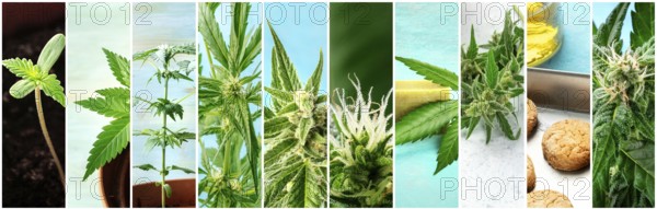 Cannabis collage. Many photos of various stages of growing marijuana plants at home, and organic