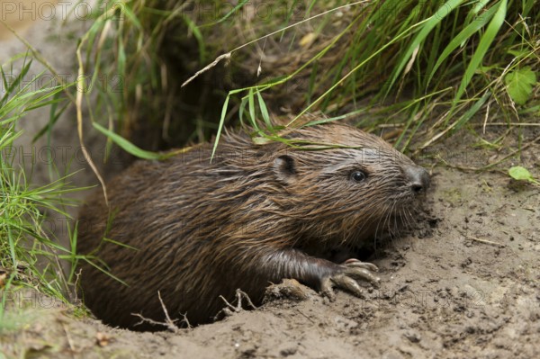 European beaver (Castor fiber), Rosenheim, Bavaria, Germany, Europe