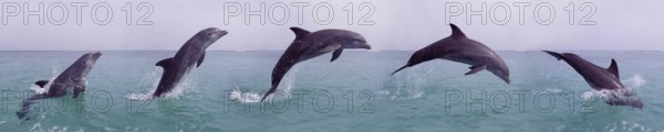 Bottlenose Dolphin (tursiops truncatus), Adult Leaping, Movement Sequence, Honduras, Central
