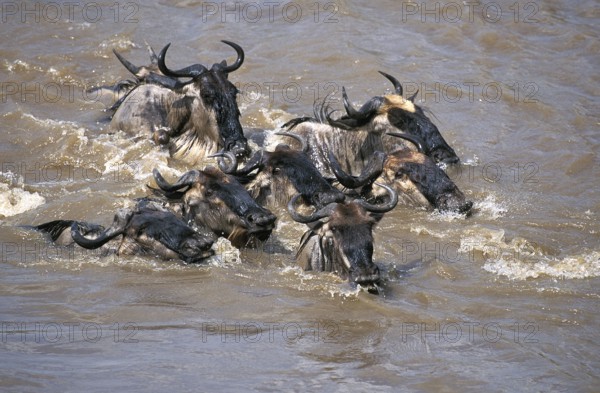 Blue Wildebeest (connochaetes taurinus), Group crossing Mara River during Migration, Masai Mara