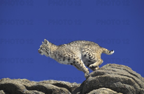 Bobcat (lynx rufus), Adult leaping from Rocks, Canada, North America