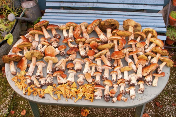 King bolete (Boletus edulis), Chanterelle (Cantharellus cibarius) picking mushrooms, on table,