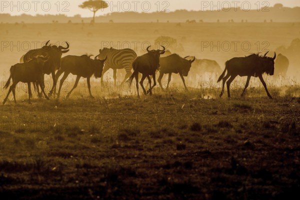 Adult, adventure, africa, african, animal, area, blue, botswana, bush, chobe, conservation,