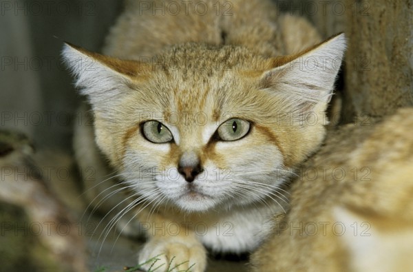 Sand Cat (felis margarita), Head of Adult