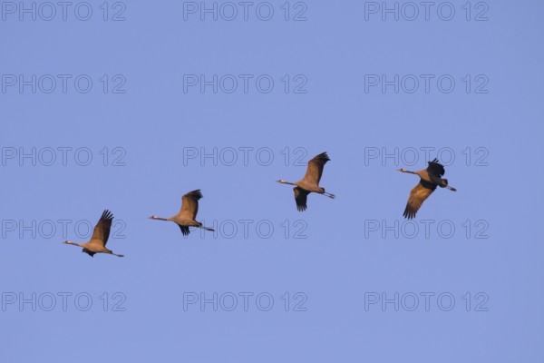 Four Common cranes (Grus grus) in flight in the morning light, Fischland-Darß-Zingst,