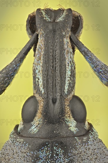 These weevils are among the most colorfull ones in the world, the colour may serve as a warning to